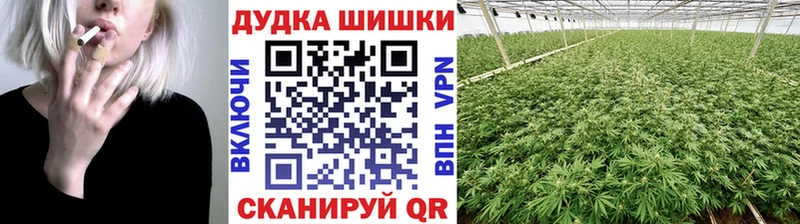 купить   Ногинск  Шишки марихуана ГИДРОПОН 